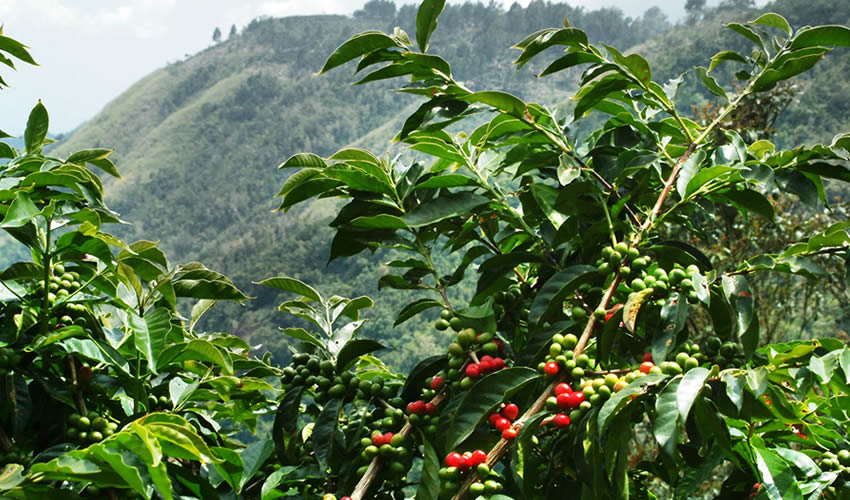 Ishema Ry'Ibicu - Rwanda