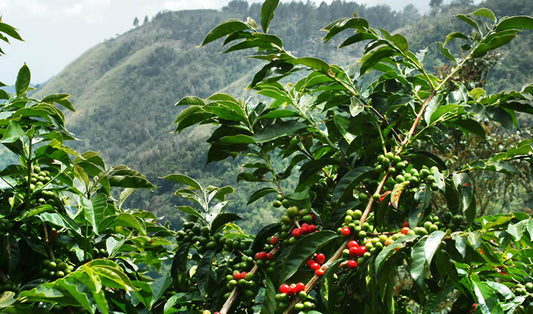 Ishema Ry'Ibicu - Rwanda
